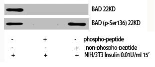 Phospho-BAD (S136) Antibody