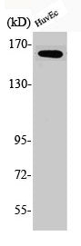 Phospho-BCR (Y177) Antibody