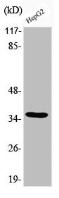 Phospho-CEBPB (T235) Antibody
