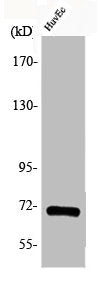 Phospho-CDC25A (S75) Antibody