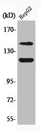 Phospho-KIT (Y721) Antibody