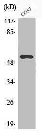 Phospho-DOK2 (Y299) Antibody