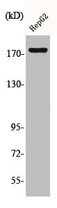 Phospho-EGFR (Y1092) Antibody