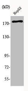 Phospho-EGFR (Y1110) Antibody