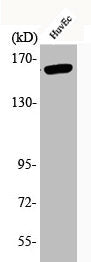 Phospho-KDR (Y1175) Antibody