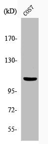 Phospho-GAB1 (Y627) Antibody