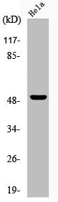 Phospho-GSK3A (S21) Antibody