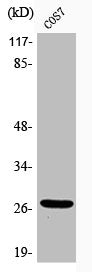 Phospho-HSPB1 (S15) Antibody