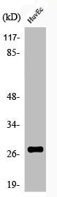 Phospho-HSPB1 (S82) Antibody