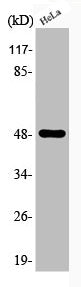 Phospho-NFKBIB (S23) Antibody