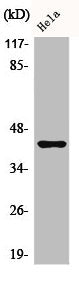 Phospho-JUNB (S259) Antibody
