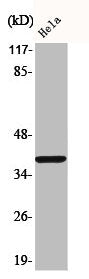Phospho-MAP2K3 (S218) Antibody