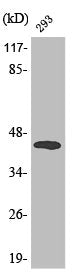 Phospho-MAP2K4 (T261) Antibody