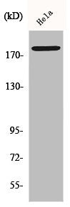 Phospho-ERBB2 (Y877) Antibody