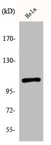 Phospho-NFKB1 (S932) Antibody