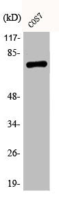 Phospho-RELA (S529) Antibody