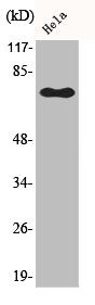 Phospho-RELA (S529) Antibody