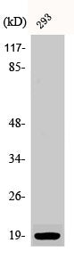 Phospho-STMN1 (S16) Antibody
