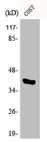 Phospho-MAPK14 (T180) Antibody