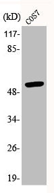 Phospho-TP53 (S20) Antibody