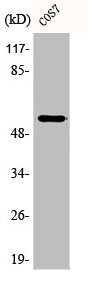 Phospho-TP53 (S9) Antibody