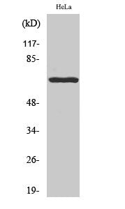 Phospho-PXN (Y118) Antibody