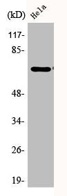 Phospho-PXN (Y31) Antibody