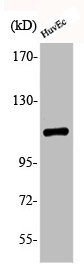 Phospho-RB1 (S807) Antibody