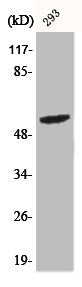 Phospho-SHB (Y246) Antibody