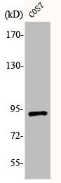Phospho-SP1 (T739) Antibody