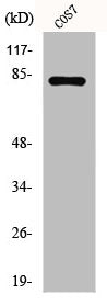 Phospho-STAT4 (Y693) Antibody