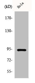 Phospho-STAT6 (T645) Antibody