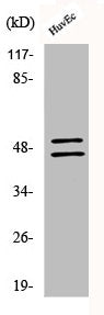 Phospho-VASP (S157) Antibody