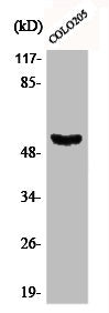 Phospho-TP53 (S37) Antibody