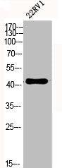 Phospho-FOS (S32) Antibody