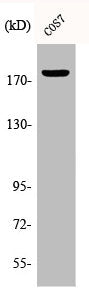 Phospho-EGFR (T678) Antibody
