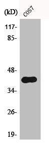 Phospho-CRK (Y221) Antibody