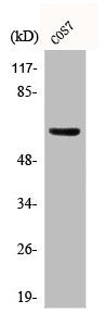 Phospho-GABRB1 (S434) Antibody