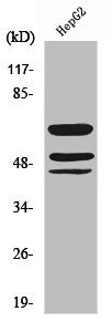 Phospho-SHC1 (Y427) Antibody