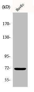 Phospho-PTPN11 (Y542) Antibody