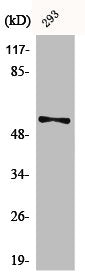 Phospho-SYT1/SYT2 (S309/306) Antibody