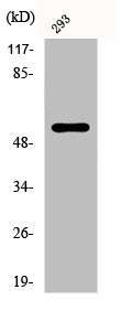 Phospho-SYT1/SYT2 (T202/199) Antibody