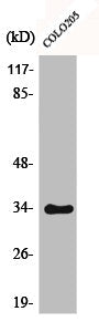 Phospho-CDK2 (T160) Antibody