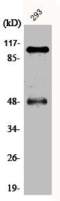 Phospho-NFKB1 (S337) Antibody