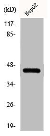 Phospho-CEBPA (S21) Antibody