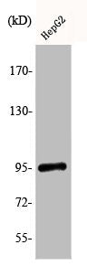 Phospho-NR3C1 (S211) Antibody