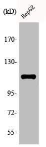 Phospho-KSR1 (S392) Antibody