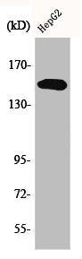Phospho-PLCG2 (Y753) Antibody