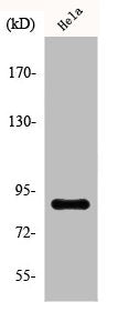 Phospho-STAT5A/STAT5B (S726/731) Antibody
