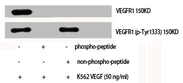 Phospho-FLT1 (Y1333) Antibody